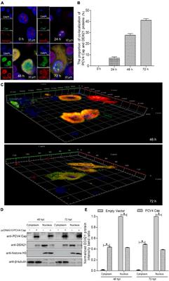 Frontiers | Contribution of DEAD-Box RNA Helicase 21 to the 